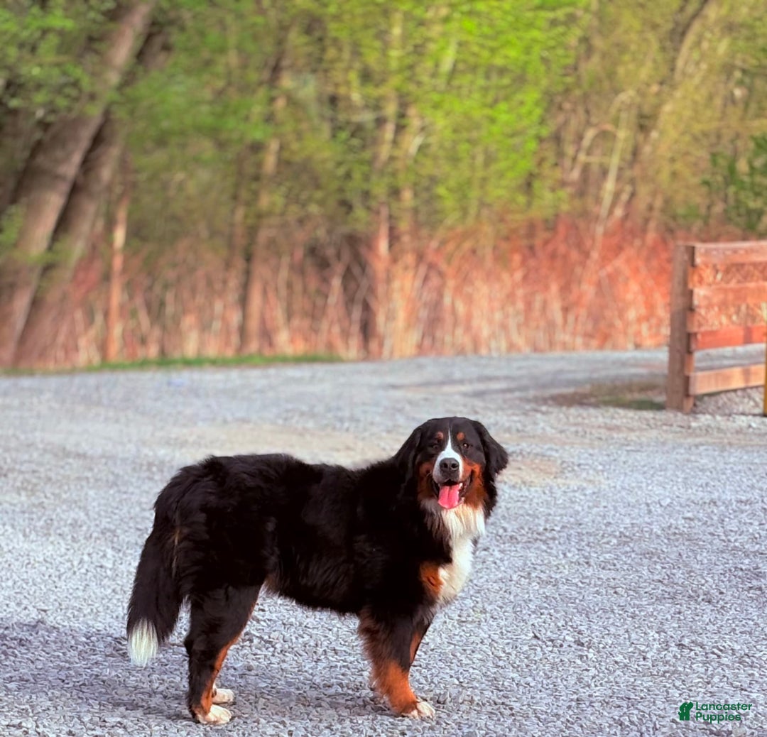 Bernese Mountain Dog dogs for sale: Jack - Image 5