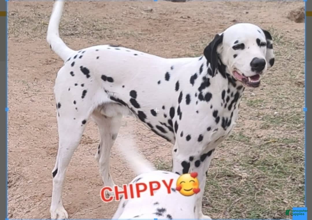 Dalmatian dogs for sale: Belles Black Lua Boy - Image 13