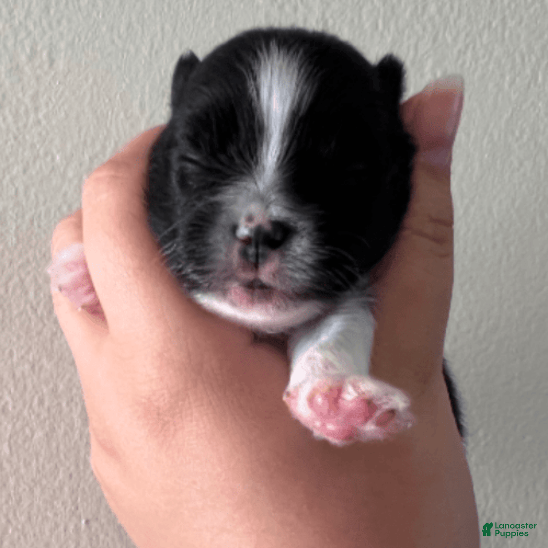 Pomeranian dogs for sale: Oasis - Image 5