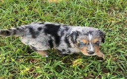 Australian Shepherd dogs for sale: Bat Masterson - Image 6