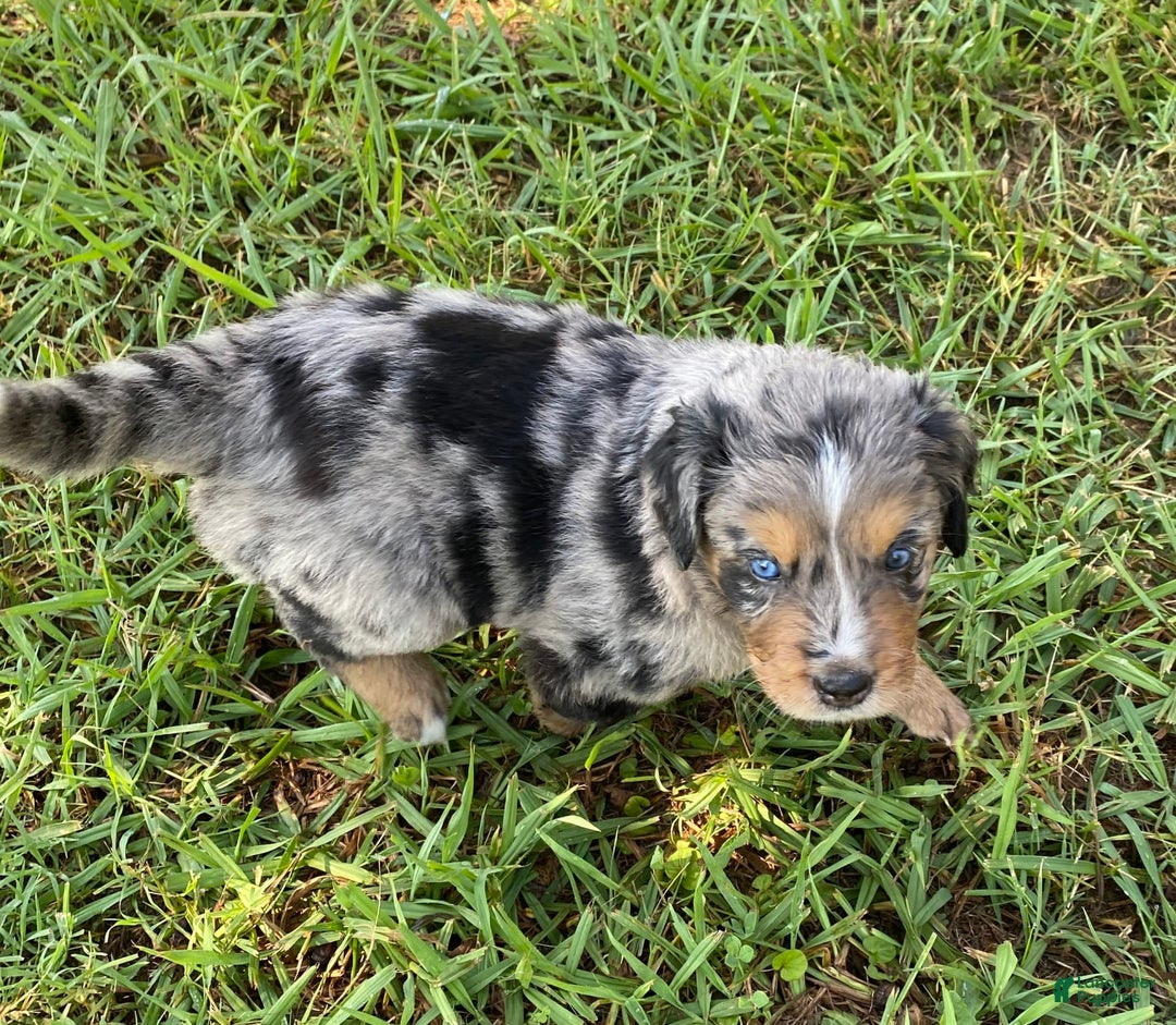 Australian Shepherd dogs for sale: Bat Masterson - Image 6