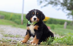 Bernese Mountain Dog dogs for sale: Bernese Mountain Dog 6 puppies - Image 11