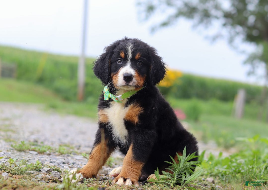 Bernese Mountain Dog dogs for sale: Bernese Mountain Dog 6 puppies - Image 11