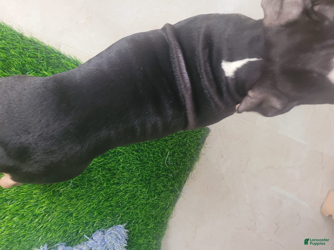 American Bully dogs for sale: Sweet Pea - Image 7