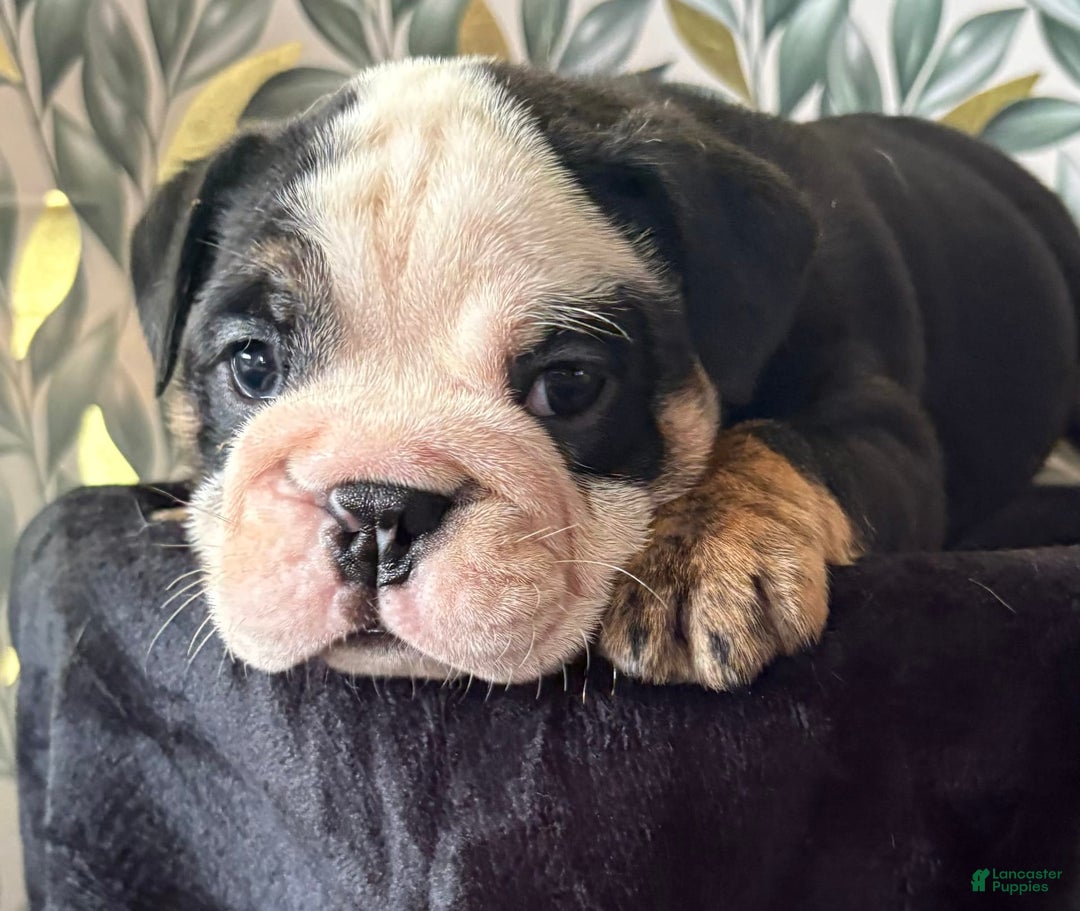 English Bulldog dogs for sale: Noah - Image 3
