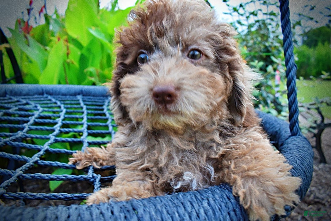 Havapoo dogs for sale: Bentley - Image 2
