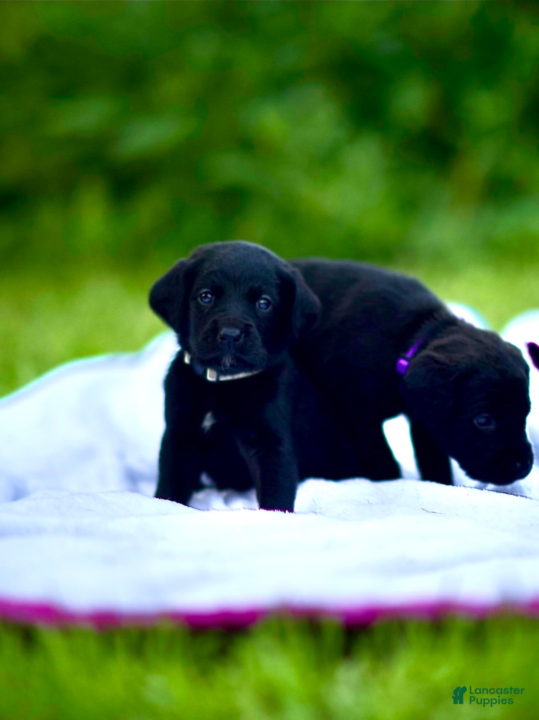 Cane Corso dogs for sale: Scarlett - Image 2