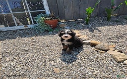 Mini Bernedoodle dogs for sale: Trevor - Image 9