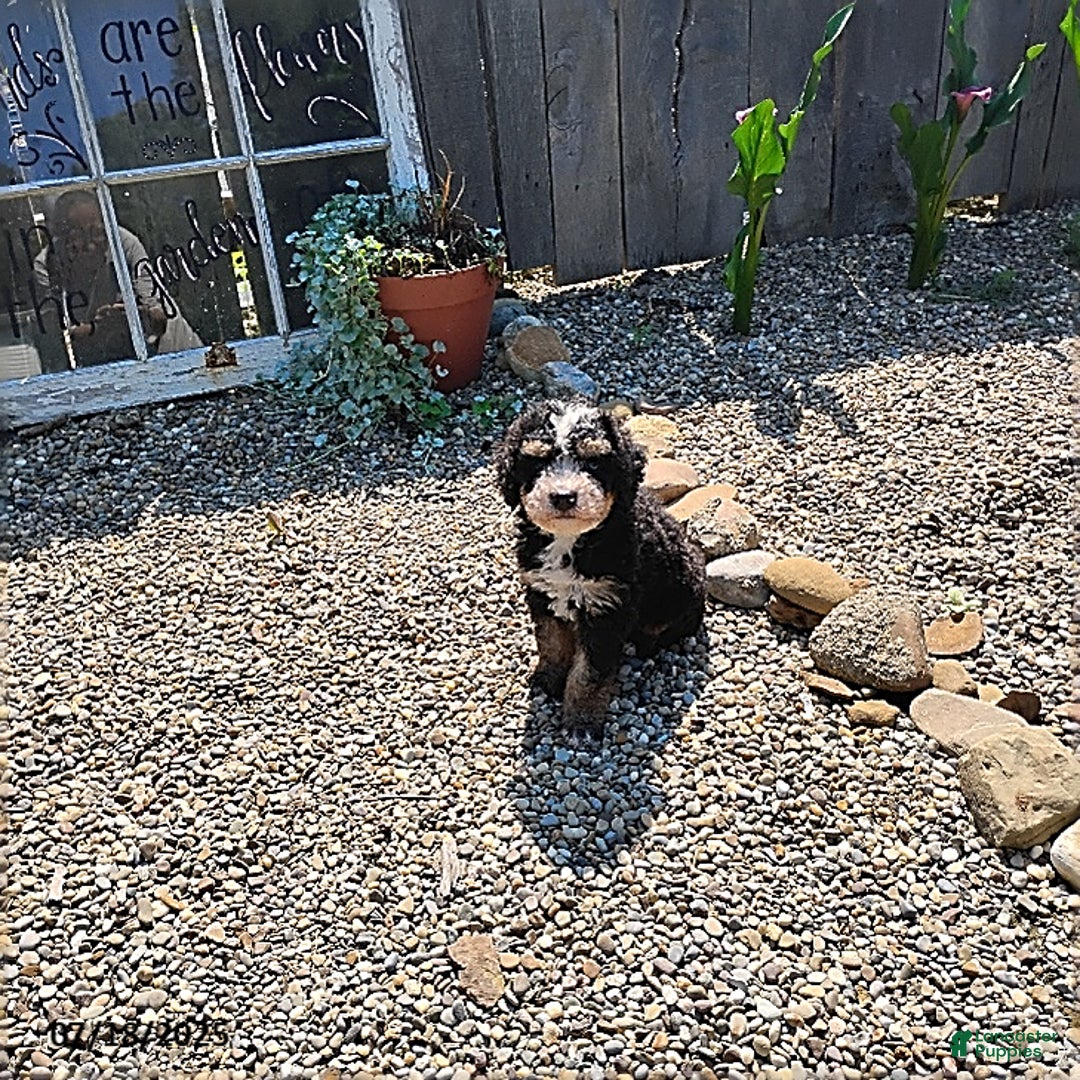 Mini Bernedoodle dogs for sale: Trevor - Image 9