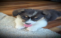 Welsh Corgi Pembroke dogs for sale: Jimmy - Image 4