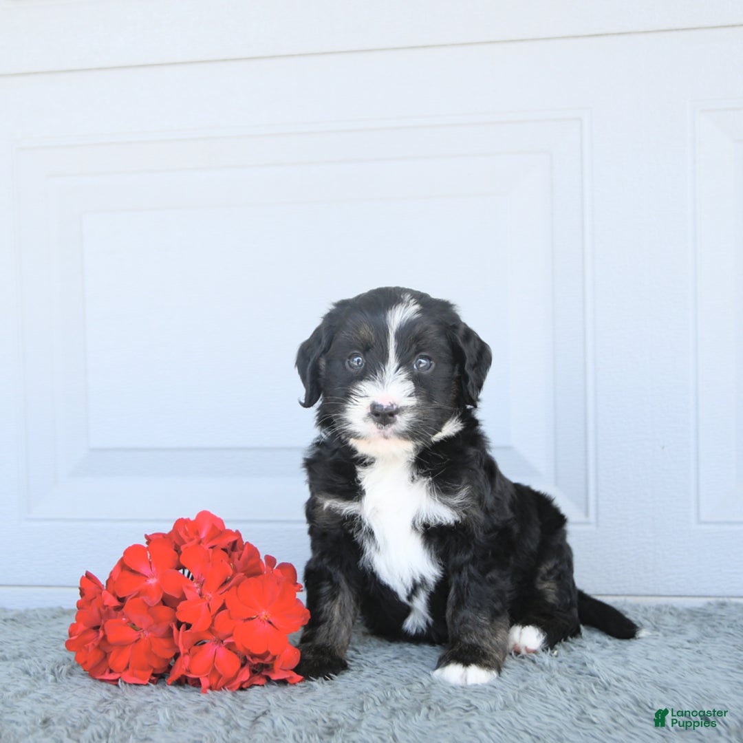 Miniature Bernese Mountain Dog dogs for sale: Candy - Image 4