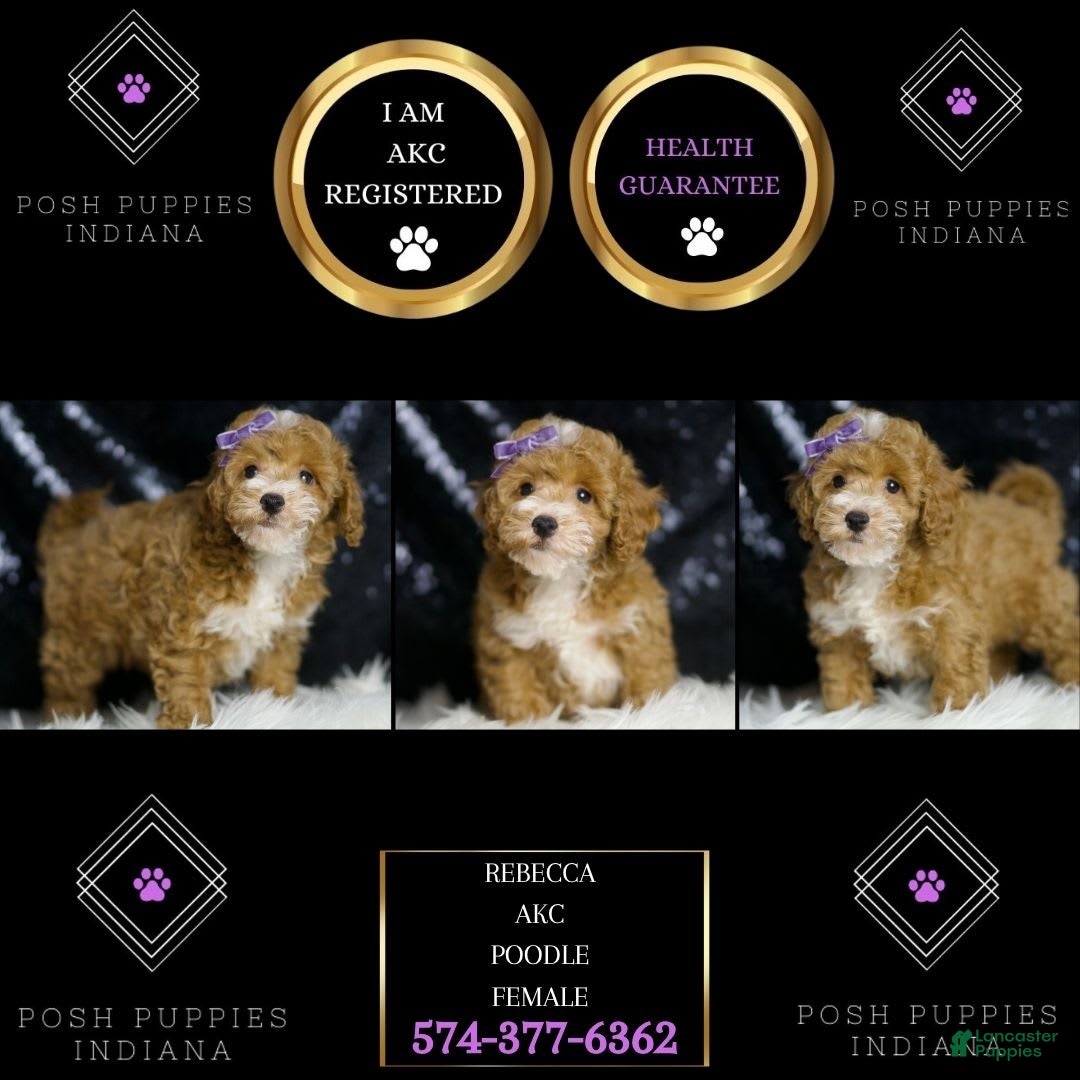 Toy Poodle dogs for sale: Rebecca - Image 5