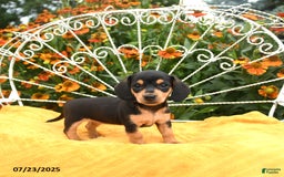 Miniature Dachshund dogs for sale: Willa - Image 5