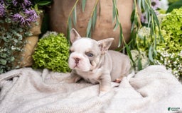 French Bulldog dogs for sale: Legend - Image 2
