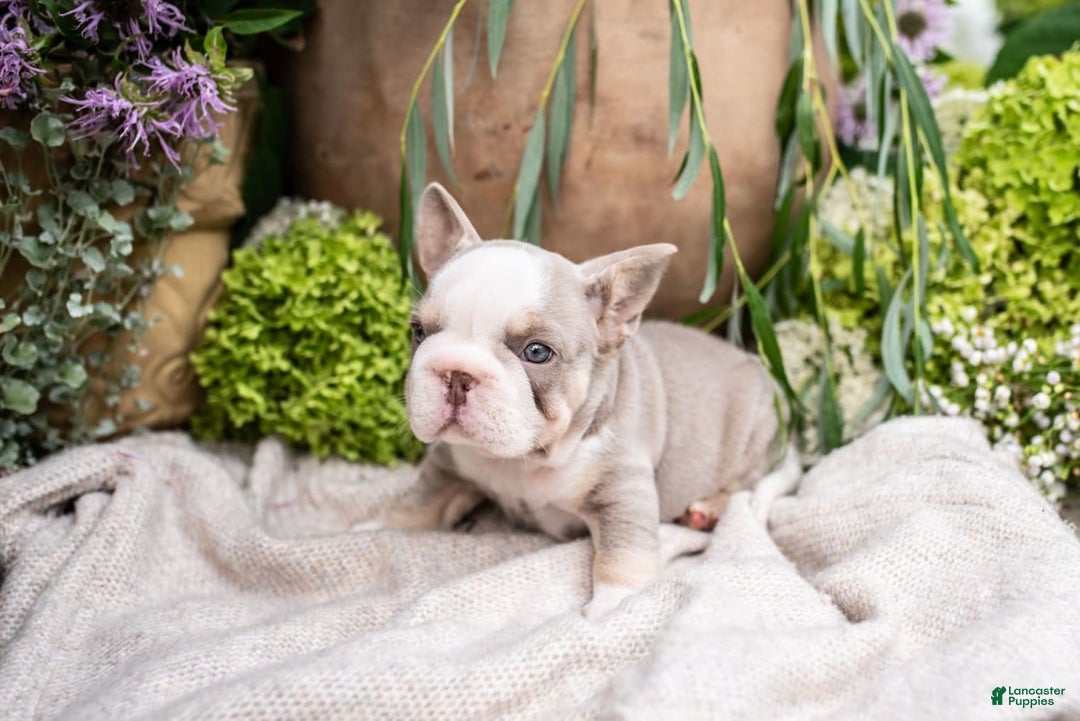 French Bulldog dogs for sale: Legend - Image 2