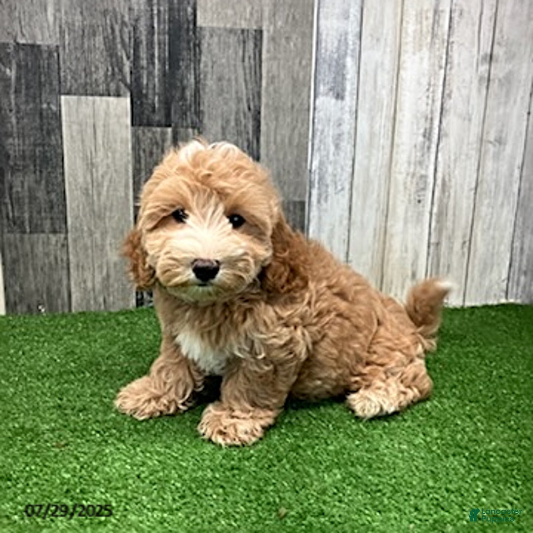 Maltipoo dogs for sale: Jason - Image 2