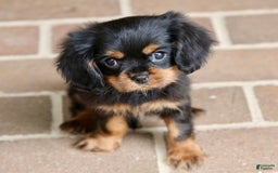 Cavalier King Charles Spaniel dogs for sale: Bentley - Image 16