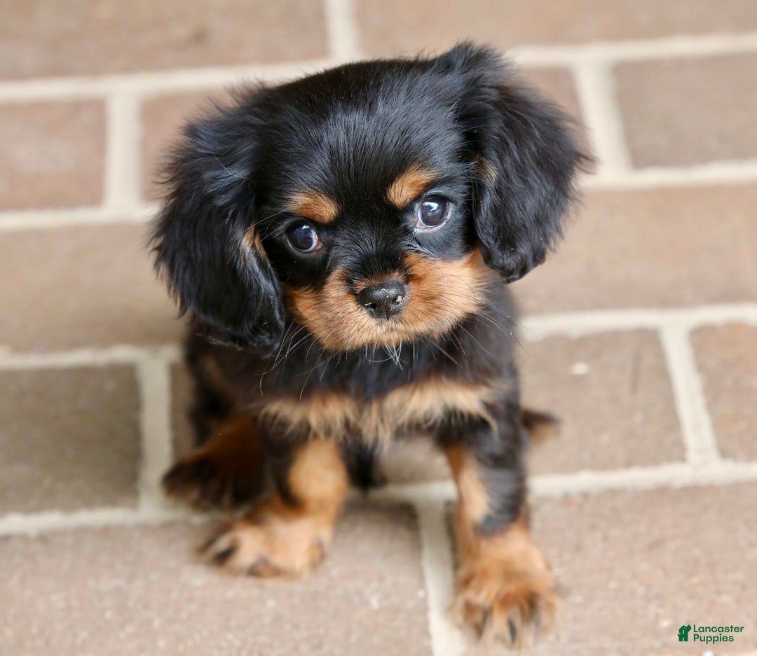 Cavalier King Charles Spaniel dogs for sale: Bentley - Image 16