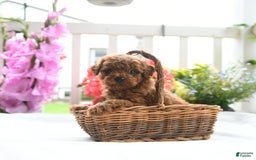 Toy Poodle dogs for sale: Victor - Image 2