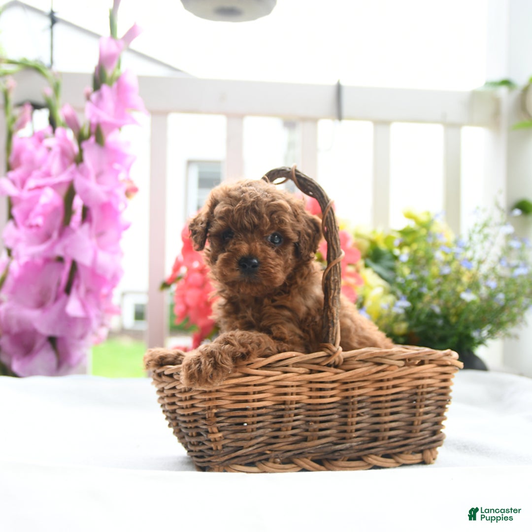 Toy Poodle dogs for sale: Victor - Image 2