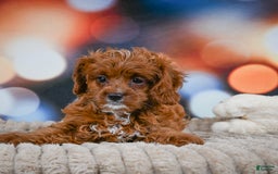 Cavapoo dogs for sale: Drover - Image 3