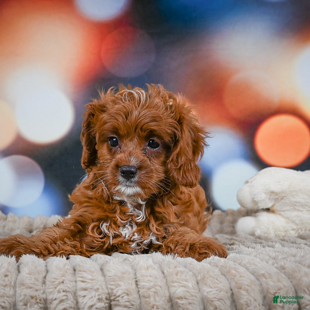Cavapoo dogs for sale: Drover - Image 3