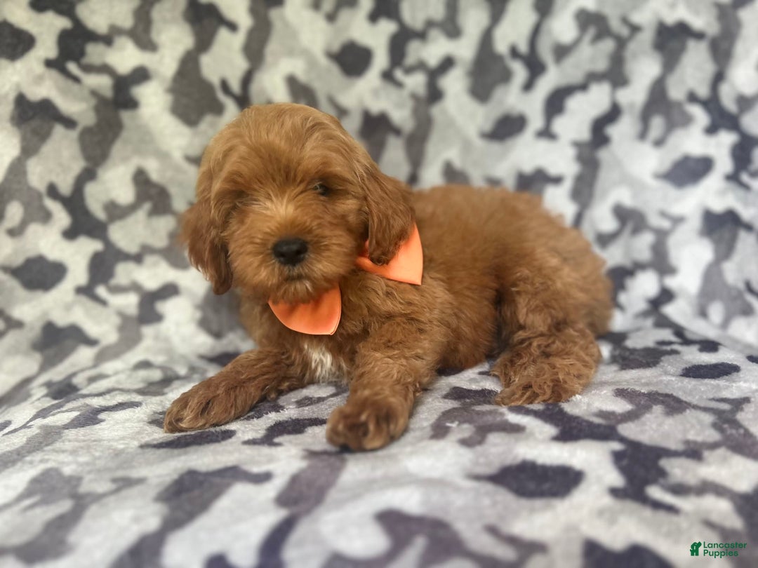 Cockapoo dogs for sale: Niko - Image 5