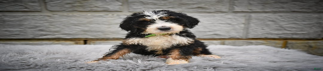 Roxy