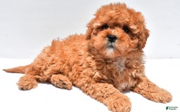 Cavapoo dogs for sale: Riley - Image 1