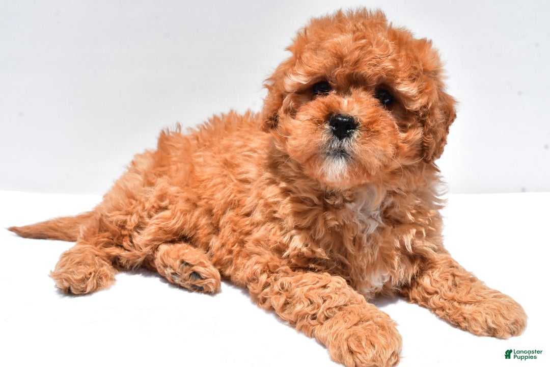 Cavapoo dogs for sale: Riley - Image 1