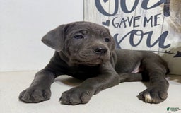 Cane Corso dogs for sale: Ace - Image 4