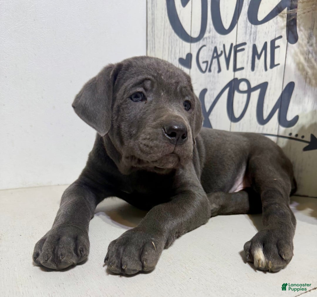 Cane Corso dogs for sale: Ace - Image 4
