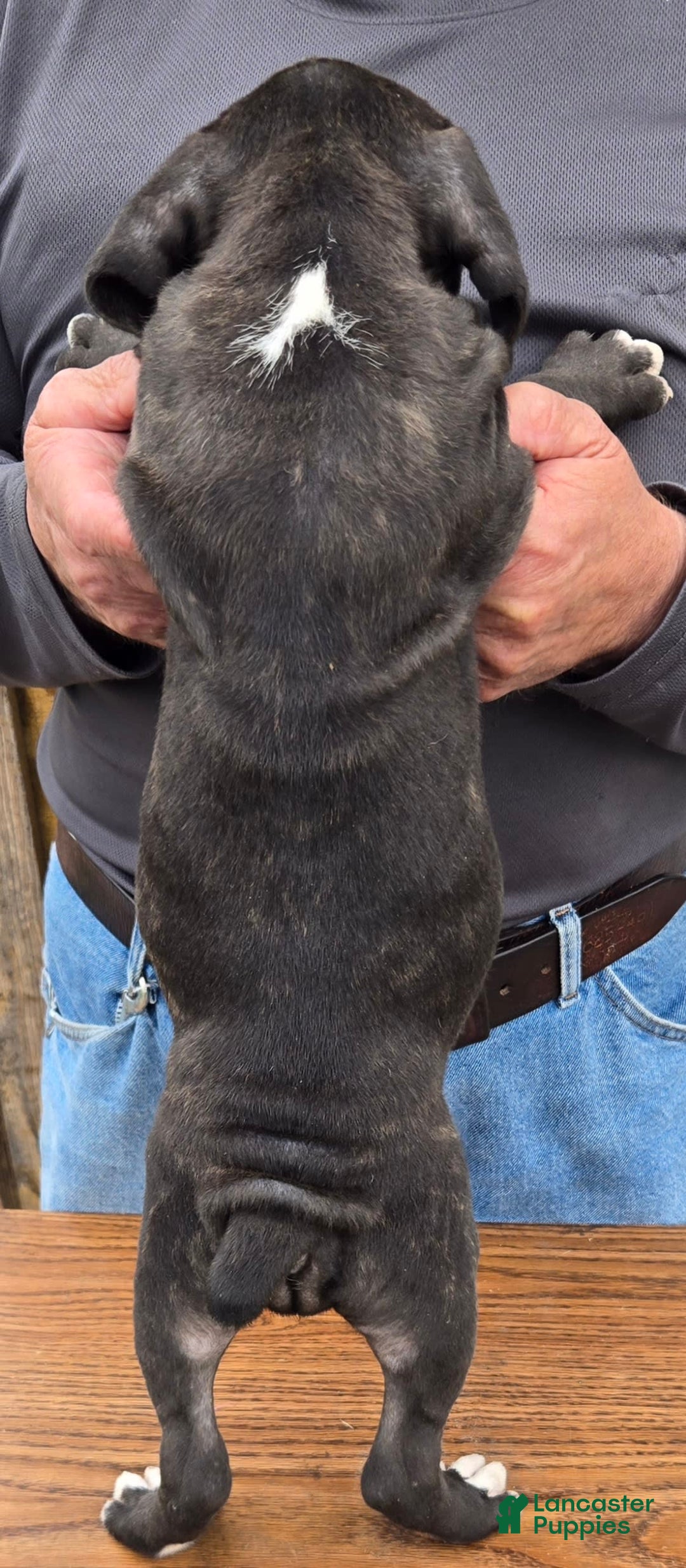 Staffordshire Bull Terrier dogs for sale: Hawks Diamond - Image 2