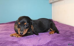 Dachshund dogs for sale: Dachshund 4 puppies - Image 5