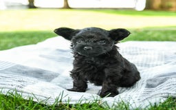 Yorkiepoo dogs for sale: Moose Tracks - Image 2