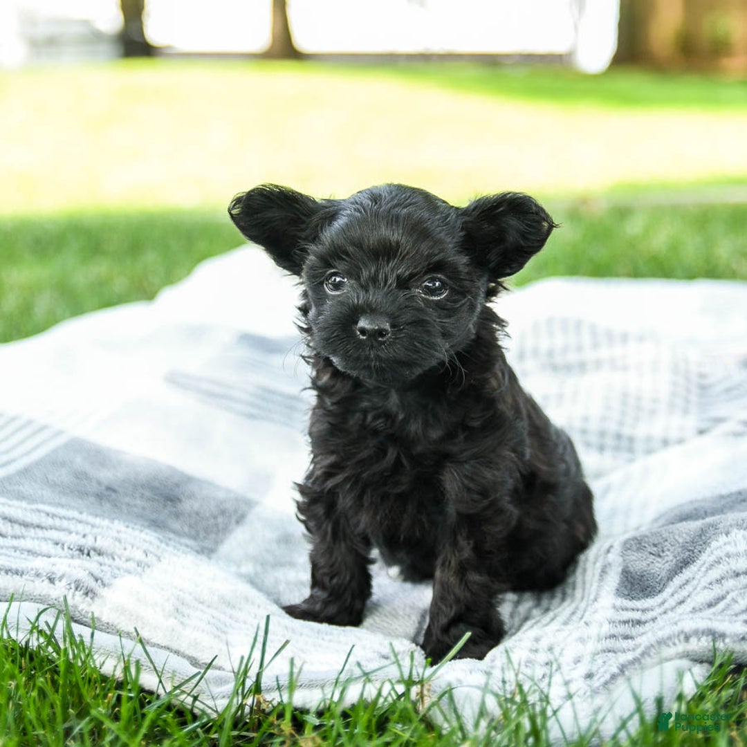 Yorkiepoo dogs for sale: Moose Tracks - Image 2