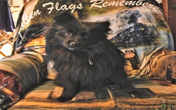 Pomeranian dogs for sale: Cody - Image 25
