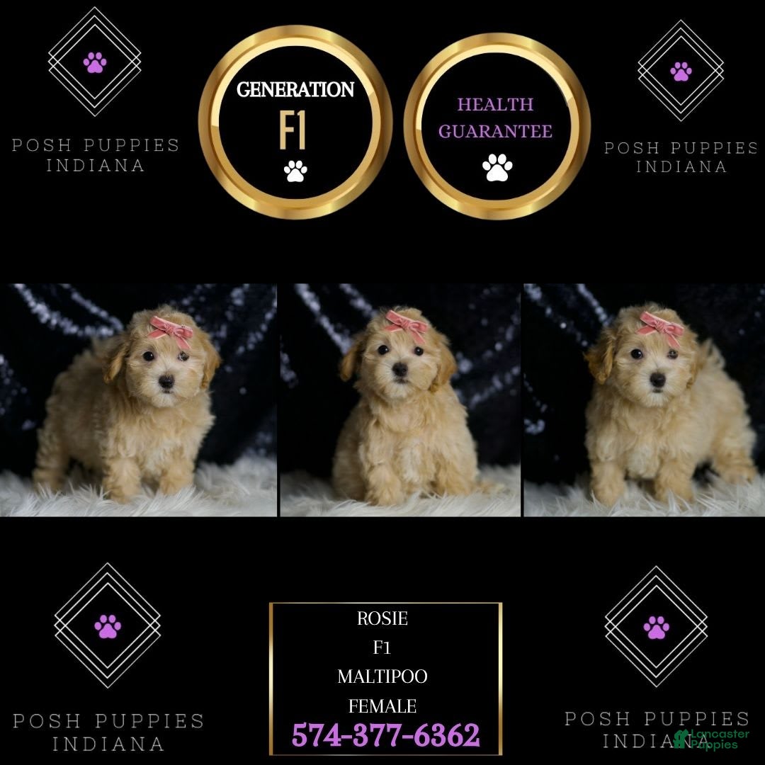 Maltipoo dogs for sale: Rosie - Image 6