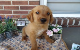 Golden Retriever dogs for sale: Austin - Image 2