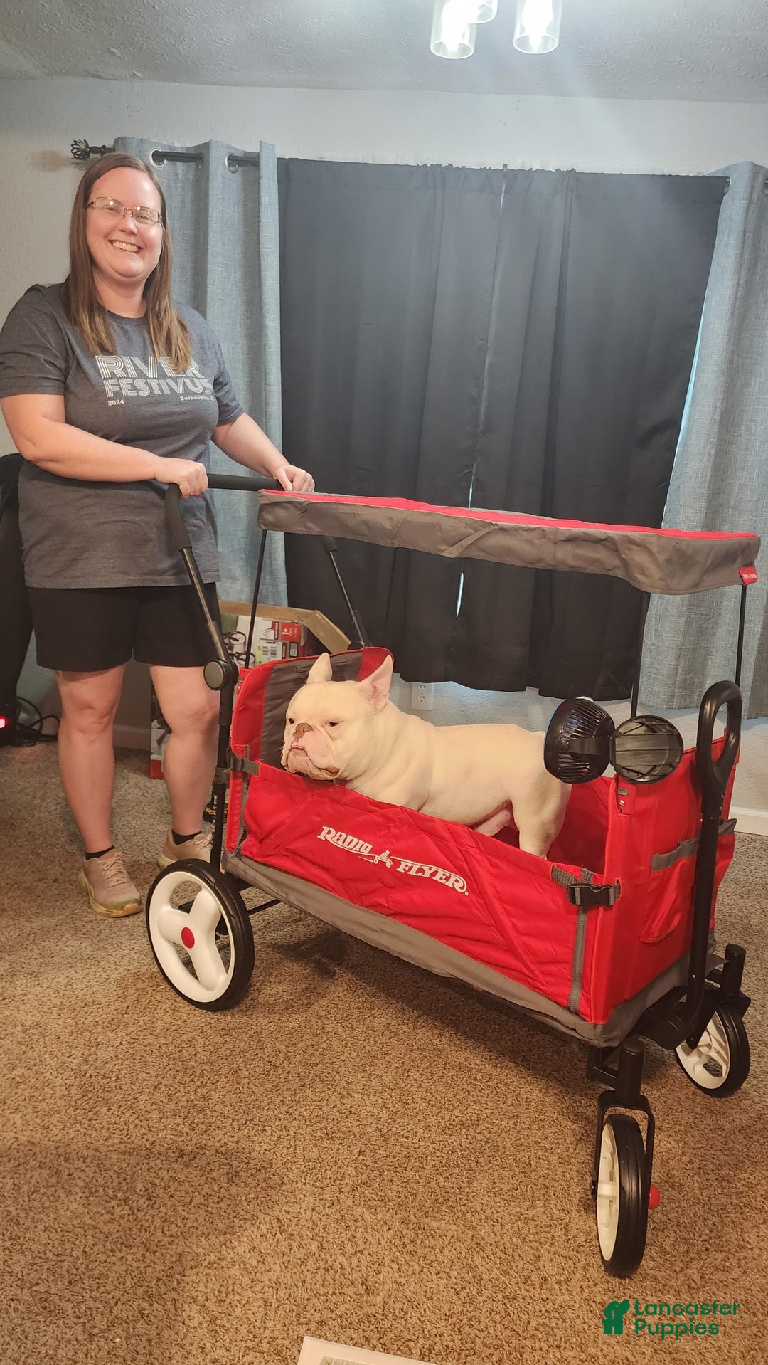 American Bully dogs for sale: Tyrion - Image 2