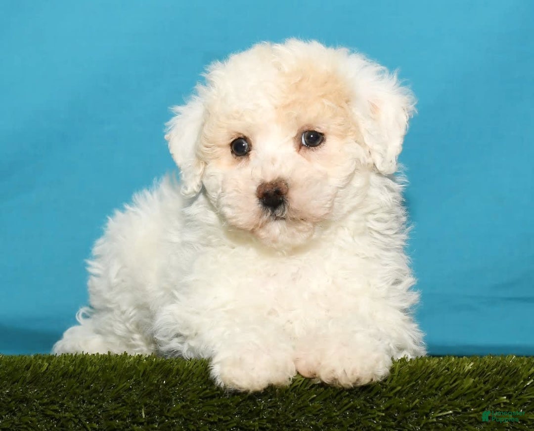Bichpoo dogs for sale: Micky - Image 4