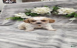 Cavapoo dogs for sale: Charlie - Image 3
