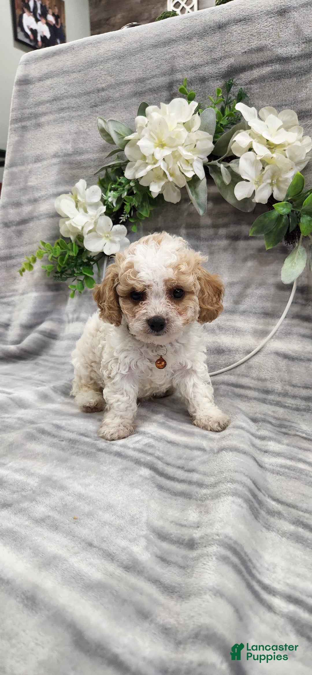 Cavapoo dogs for sale: Charlie - Image 3