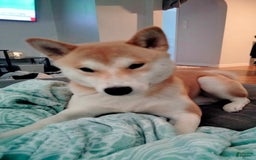 Shiba Inu dogs for sale: Foxy - Image 7