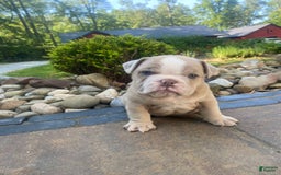 English Bulldog dogs for sale: Champ - Image 8