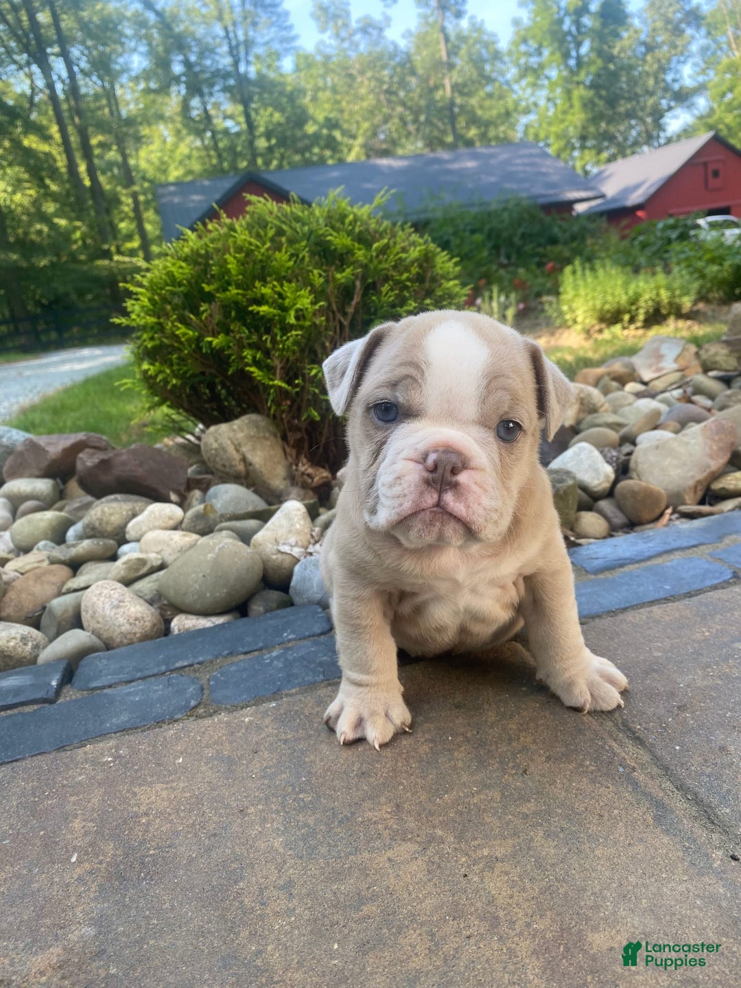 English Bulldog dogs for sale: Champ - Image 8