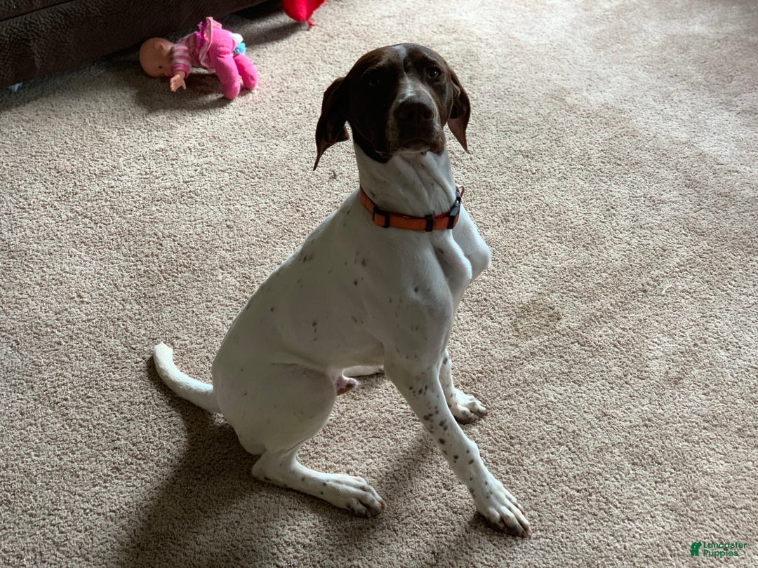 German Shorthaired Pointer dogs for sale: Purple - Image 3