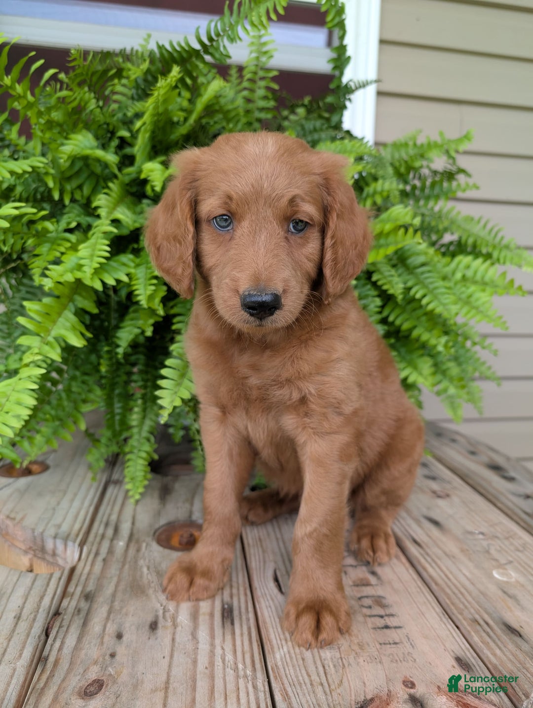 Goldendoodle dogs for sale: Flip - Image 14
