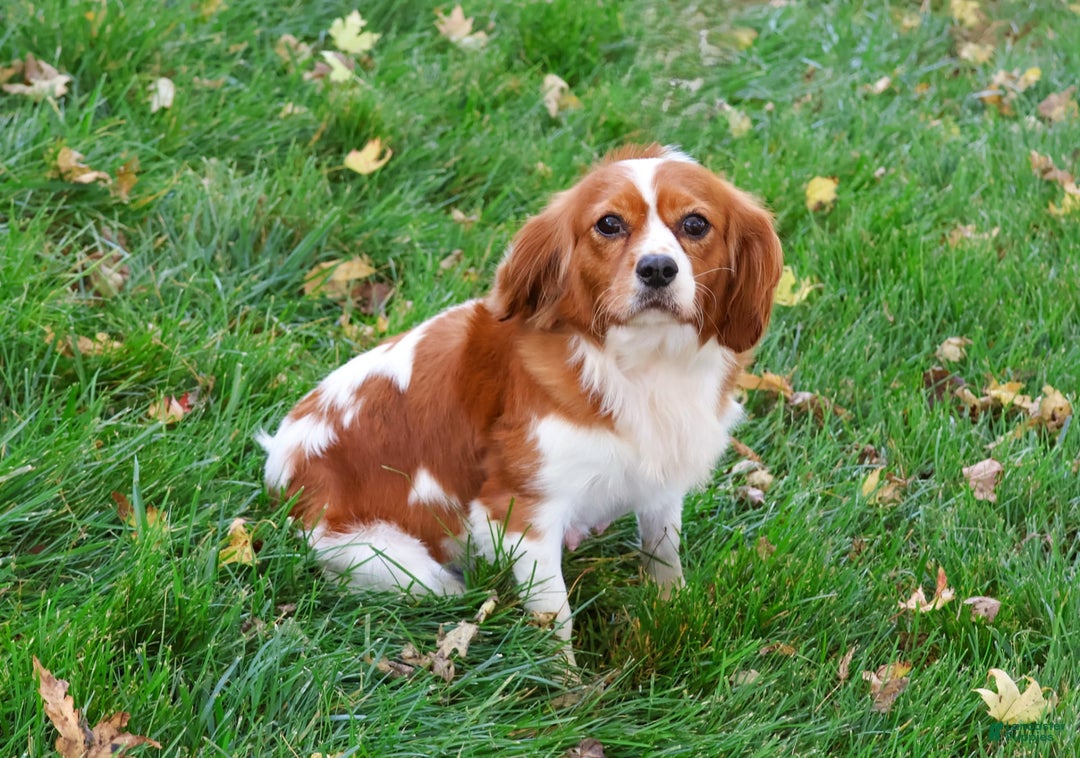 Cavalier King Charles Spaniel dogs for sale: Keisha - Image 5