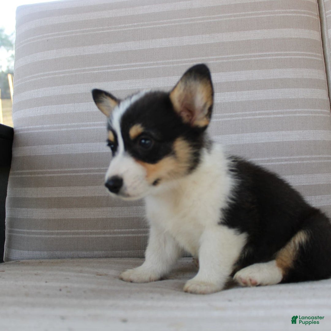 Welsh Corgi Pembroke dogs for sale: Lucky - Image 3